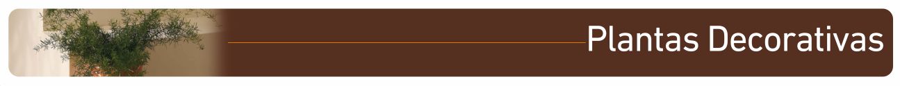Banner Subcategoria Plantas decorativas