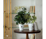 Planta Decorativa Ramo de Ficus Blume 35cm amb. - Decor Lumen