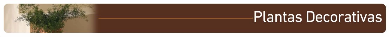 Banner Subcategoria Plantas decorativas