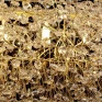 Pendente Dourado Canoa em Cristais Detalhes - DecorLumen